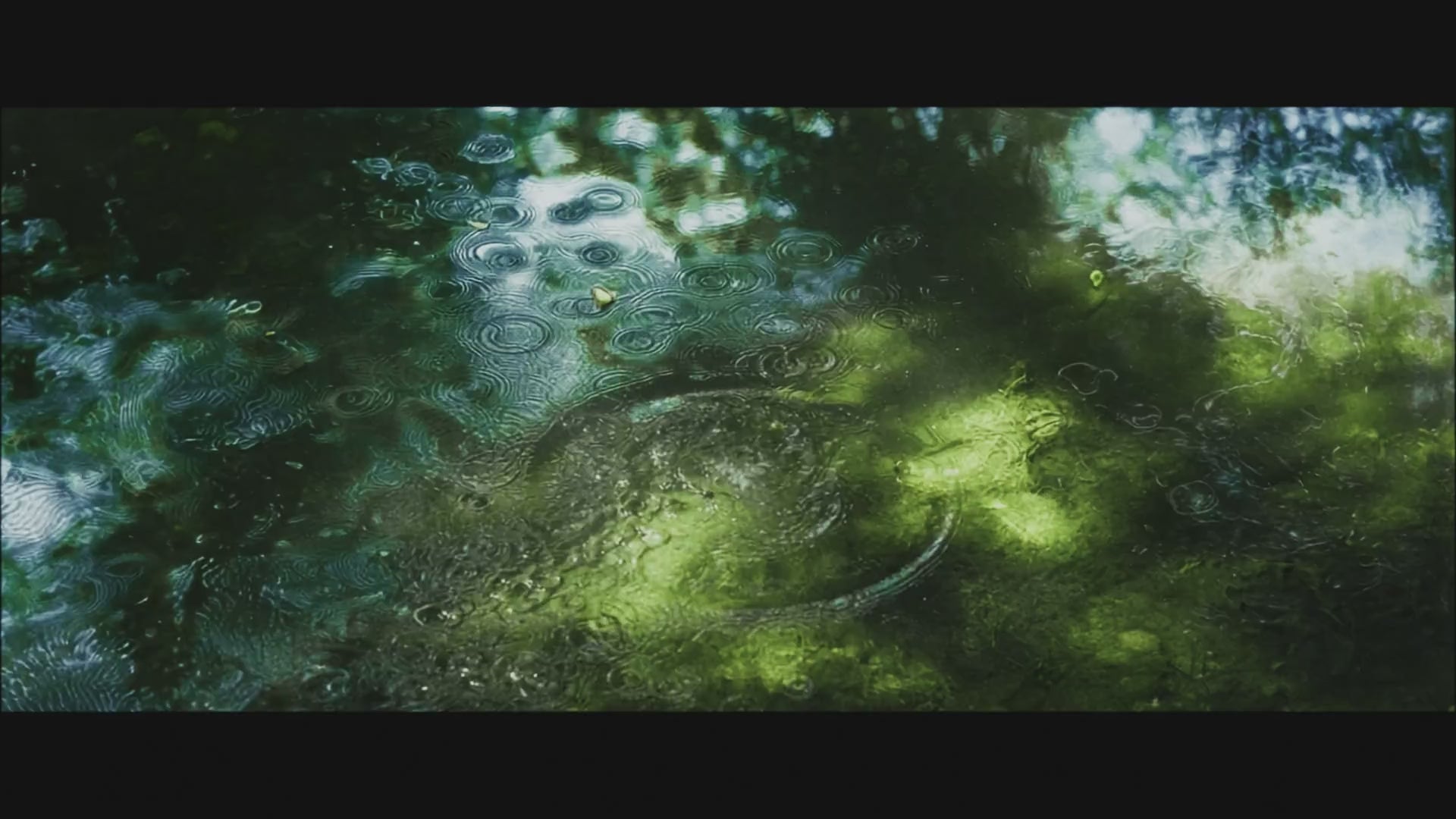 Load video: blingenergize brand video20251020